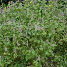 Agastache Rugosa, Blue Licorice Seed 5000 PCS, Purple Giant Hyssop Huo Xiang