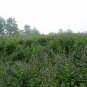 Agastache Rugosa, Blue Licorice Seed 5000 PCS, Purple Giant Hyssop Huo Xiang