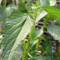 Agastache Rugosa, Blue Licorice Seed 5000 PCS, Purple Giant Hyssop Huo Xiang