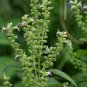 Agastache Rugosa, Blue Licorice Seed 5000 PCS, Purple Giant Hyssop Huo Xiang
