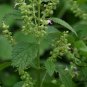 Agastache Rugosa, Blue Licorice Seed 5000 PCS, Purple Giant Hyssop Huo Xiang