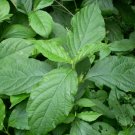 Achyranthes Bidentata, Ox Knee Seed 3000 PCS, Huai Niu Xi