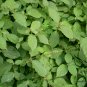Achyranthes Bidentata, Ox Knee Seed 3000 PCS, Huai Niu Xi