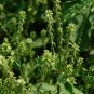 Achyranthes Bidentata, Ox Knee Seed 3000 PCS, Huai Niu Xi