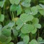 Oxalis Corniculata, Creeping Woodsorrel Seed 3000 PCS, Cu Jiang Cao