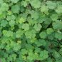 Oxalis Corniculata, Creeping Woodsorrel Seed 3000 PCS, Cu Jiang Cao