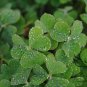 Oxalis Corniculata, Creeping Woodsorrel Seed 3000 PCS, Cu Jiang Cao