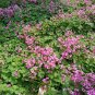 Oxalis Corniculata, Creeping Woodsorrel Seed 3000 PCS, Cu Jiang Cao