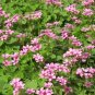 Oxalis Corniculata, Creeping Woodsorrel Seed 3000 PCS, Cu Jiang Cao
