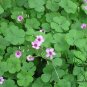 Oxalis Corniculata, Creeping Woodsorrel Seed 3000 PCS, Cu Jiang Cao