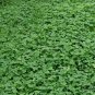 Trifolium Repens, White Clover Seed 10000 PCS, Dutch Clover Bai San Ye