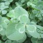 Trifolium Repens, White Clover Seed 10000 PCS, Dutch Clover Bai San Ye