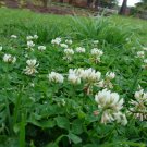 Trifolium Repens, White Clover Seed 10000 PCS, Dutch Clover Bai San Ye