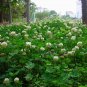 Trifolium Repens, White Clover Seed 10000 PCS, Dutch Clover Bai San Ye