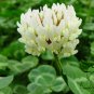 Trifolium Repens, White Clover Seed 10000 PCS, Dutch Clover Bai San Ye