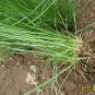 Vulpia Myuros, Annual Fescue Seed 3000 PCS, Rat's-tail Fescue Shu Mao