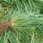Vulpia Myuros, Annual Fescue Seed 3000 PCS, Rat's-tail Fescue Shu Mao