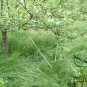 Vulpia Myuros, Annual Fescue Seed 3000 PCS, Rat's-tail Fescue Shu Mao
