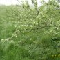 Vulpia Myuros, Annual Fescue Seed 3000 PCS, Rat's-tail Fescue Shu Mao