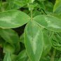Trifolium Pratense, Red Clover Seed 10000 PCS, Hong San Ye