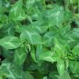 Trifolium Pratense, Red Clover Seed 10000 PCS, Hong San Ye