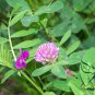 Trifolium Pratense, Red Clover Seed 10000 PCS, Hong San Ye