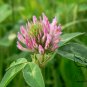 Trifolium Pratense, Red Clover Seed 10000 PCS, Hong San Ye