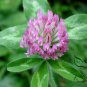 Trifolium Pratense, Red Clover Seed 10000 PCS, Hong San Ye