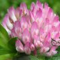 Trifolium Pratense, Red Clover Seed 10000 PCS, Hong San Ye