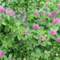Trifolium Pratense, Red Clover Seed 10000 PCS, Hong San Ye