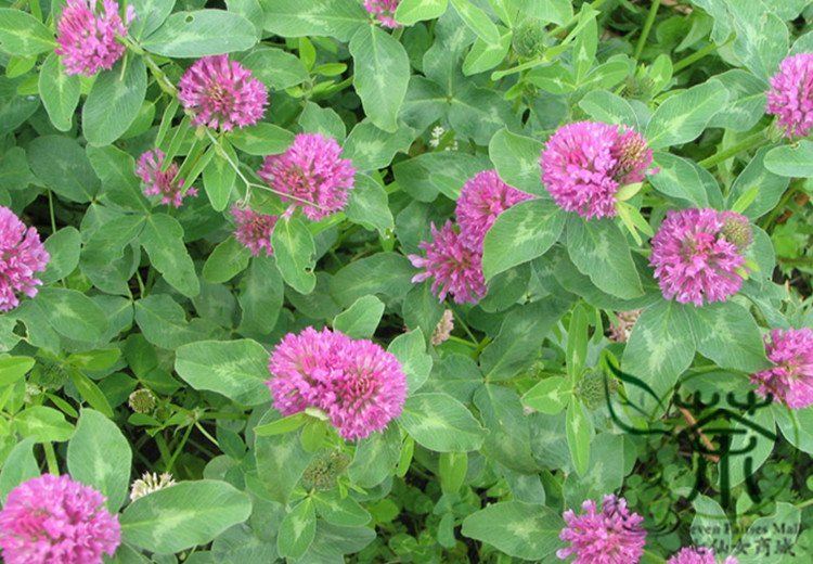 Trifolium Pratense, Red Clover Seed 10000 PCS, Hong San Ye