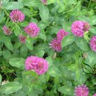 Trifolium Pratense, Red Clover Seed 10000 PCS, Hong San Ye