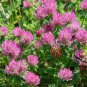 Trifolium Pratense, Red Clover Seed 10000 PCS, Hong San Ye