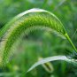 Setaria Viridis, Green Foxtail Seed 10000 PCS, Green Bristlegrass Gou Weiba