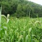 Setaria Viridis, Green Foxtail Seed 10000 PCS, Green Bristlegrass Gou Weiba