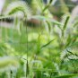 Setaria Viridis, Green Foxtail Seed 10000 PCS, Green Bristlegrass Gou Weiba