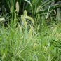 Setaria Viridis, Green Foxtail Seed 10000 PCS, Green Bristlegrass Gou Weiba