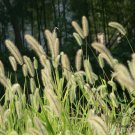 Setaria Viridis, Green Foxtail Seed 10000 PCS, Green Bristlegrass Gou Weiba