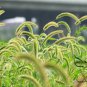 Setaria Viridis, Green Foxtail Seed 10000 PCS, Green Bristlegrass Gou Weiba