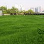 Sedum Lineare, Carpet Sedum Seed 3000 PCS, Needle Stonecrop Fu Jia Cao