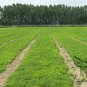 Sedum Lineare, Carpet Sedum Seed 3000 PCS, Needle Stonecrop Fu Jia Cao