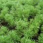 Sedum Lineare, Carpet Sedum Seed 3000 PCS, Needle Stonecrop Fu Jia Cao