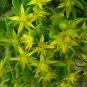Sedum Lineare, Carpet Sedum Seed 3000 PCS, Needle Stonecrop Fu Jia Cao