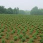 Rosmarinus Officinalis, Anthos Rosemary Seed 2000 PCS, Mi Die Xiang