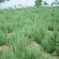 Rosmarinus Officinalis, Anthos Rosemary Seed 2000 PCS, Mi Die Xiang
