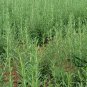 Rosmarinus Officinalis, Anthos Rosemary Seed 2000 PCS, Mi Die Xiang