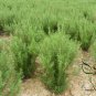 Rosmarinus Officinalis, Anthos Rosemary Seed 2000 PCS, Mi Die Xiang