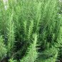 Rosmarinus Officinalis, Anthos Rosemary Seed 2000 PCS, Mi Die Xiang