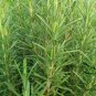 Rosmarinus Officinalis, Anthos Rosemary Seed 2000 PCS, Mi Die Xiang
