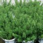 Rosmarinus Officinalis, Anthos Rosemary Seed 2000 PCS, Mi Die Xiang